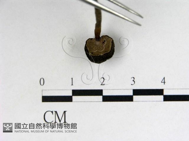 登錄號:F0009356藏品圖，第3張
