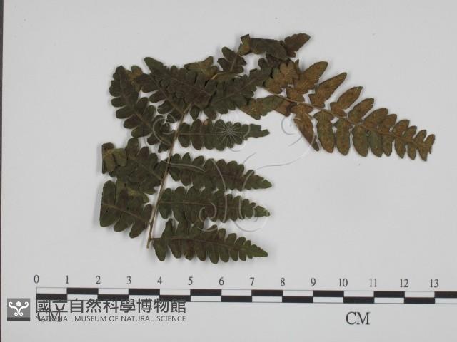 登錄號:F0019356藏品圖，第3張