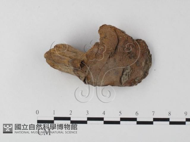 紅菇屬藏品圖，第3張