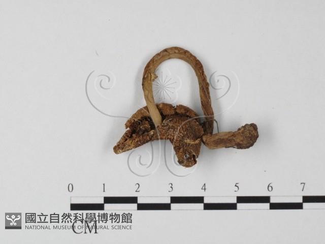 登錄號:F0003356藏品圖，第3張