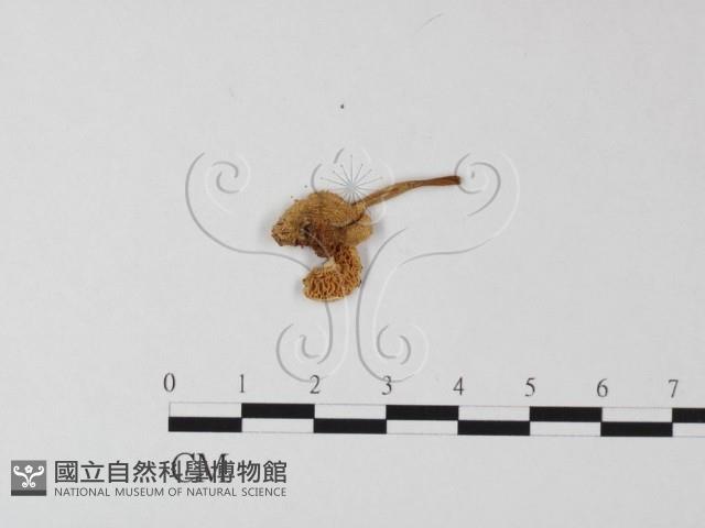 鵝膏屬藏品圖，第3張