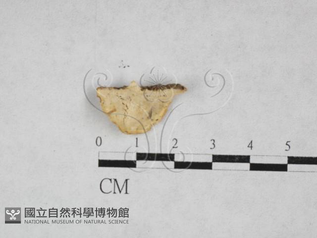 寡孔菌屬藏品圖，第3張