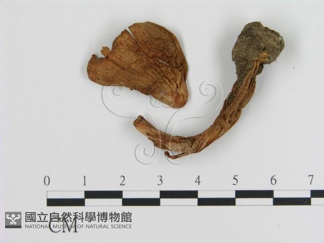 登錄號:F0020246藏品圖，第3張