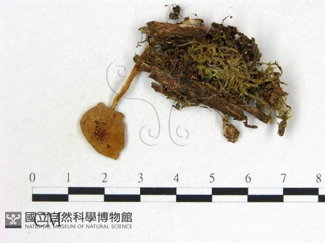 登錄號:F0016246藏品圖，第3張