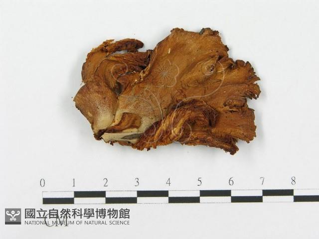 登錄號:F0001246藏品圖，第1張