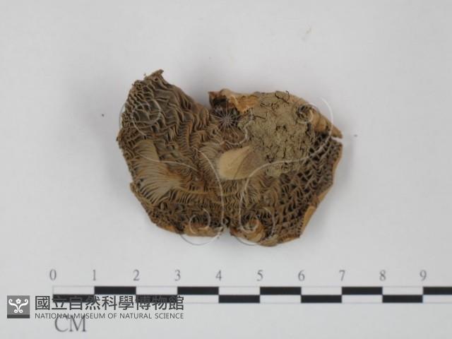 登錄號:F0011246藏品圖，第3張