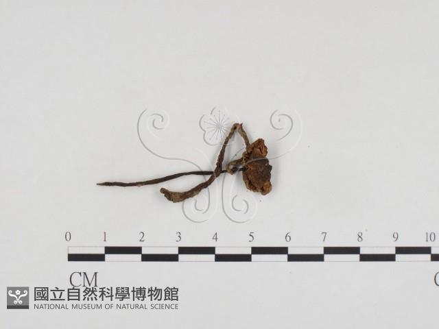 登錄號:F0024246藏品圖，第3張
