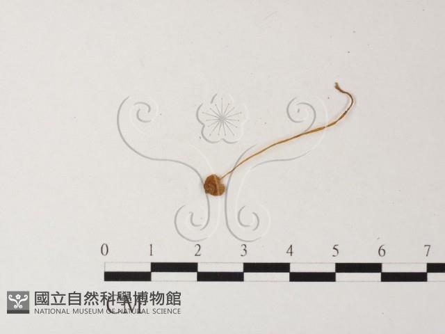 小菇屬藏品圖，第3張