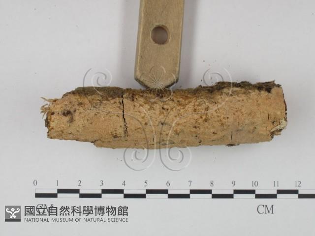 登錄號:F0022246藏品圖，第3張