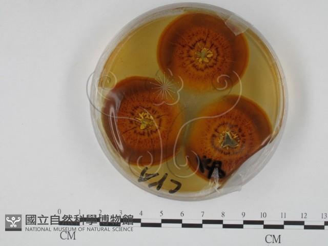 登錄號:F0012246藏品圖，第3張