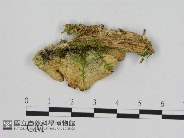登錄號:F0017246藏品圖，第3張