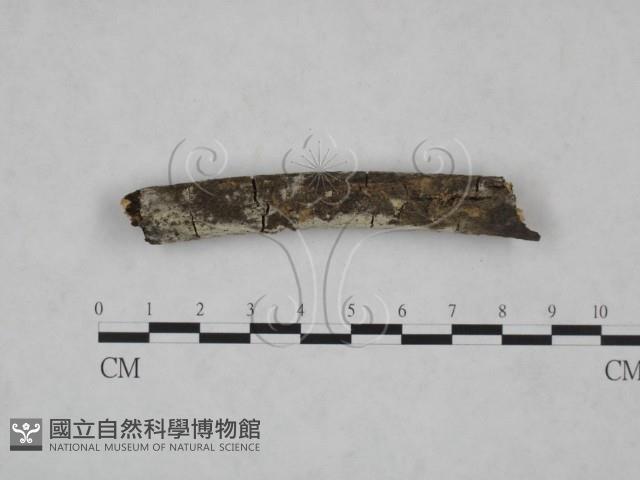 冇骨消絲齒菌藏品圖，第3張