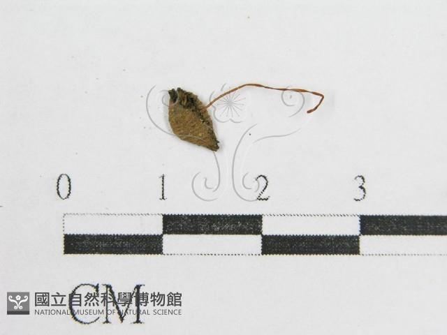 鬼傘屬藏品圖，第3張