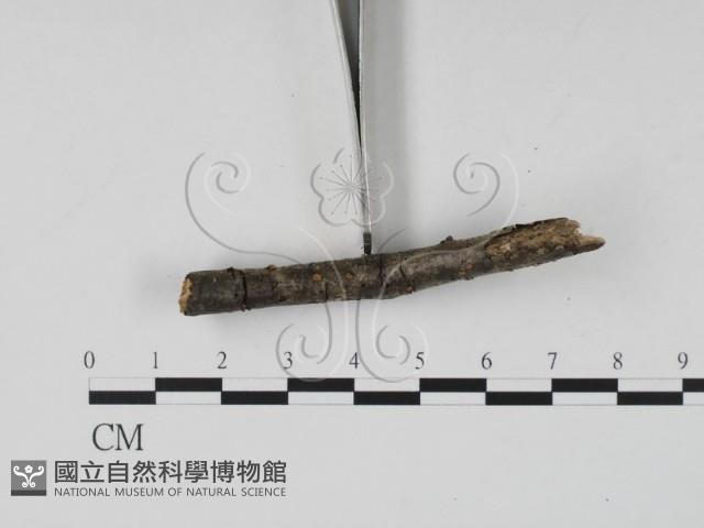 登錄號:F0015246藏品圖，第3張