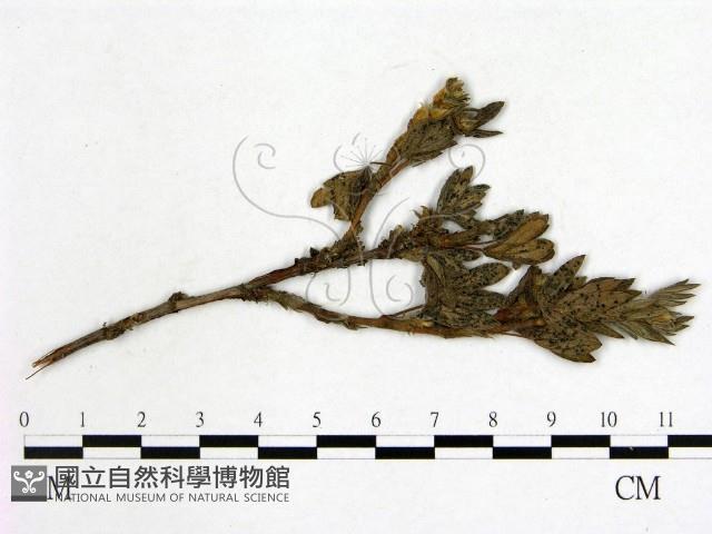 登錄號:F0019246藏品圖，第3張