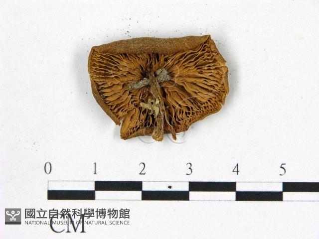 登錄號:F0003246藏品圖，第3張