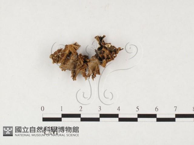 韌革菌屬藏品圖，第3張