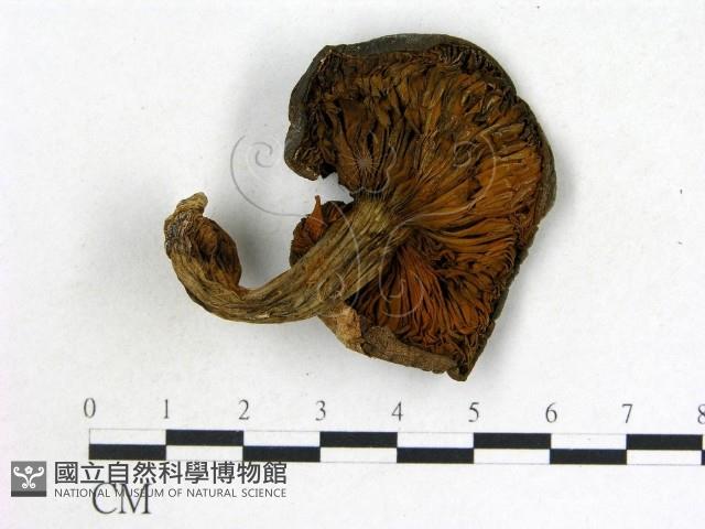 登錄號:F0021846藏品圖，第3張