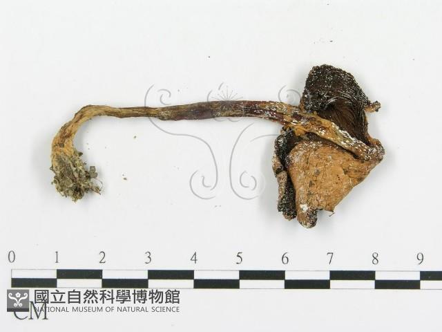 傘菌屬藏品圖，第3張