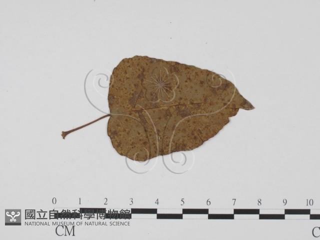 登錄號:F0011846藏品圖，第3張