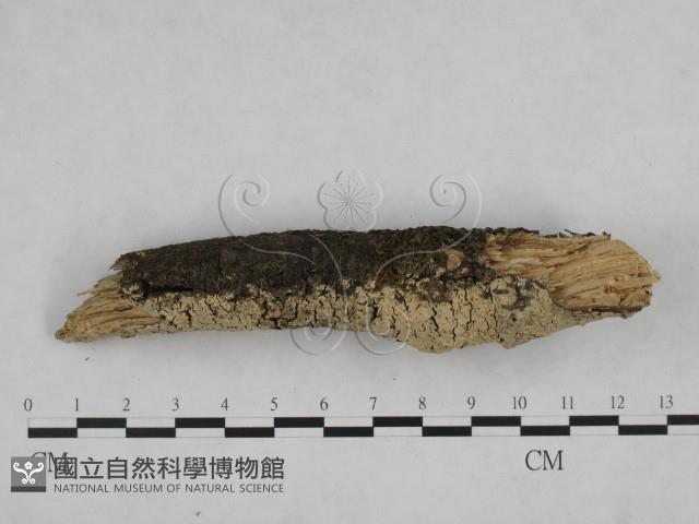登錄號:F0024846藏品圖，第3張