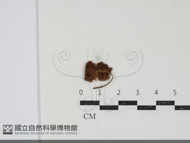 登錄號:F0034846藏品圖，第3張