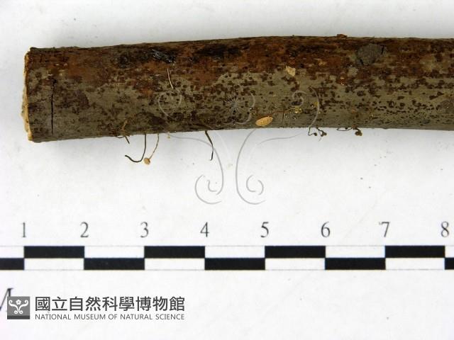 登錄號:F0022846藏品圖，第3張