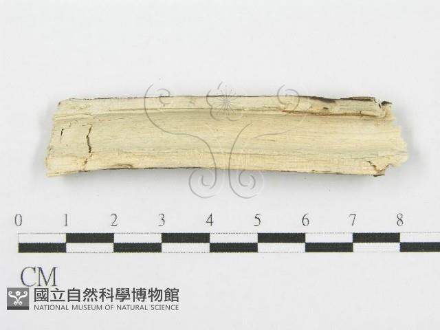 筍殼菌屬藏品圖，第3張