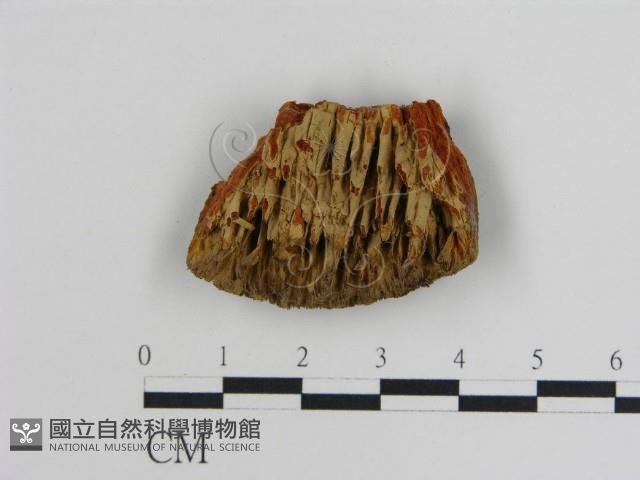 登錄號:F0017846藏品圖，第3張