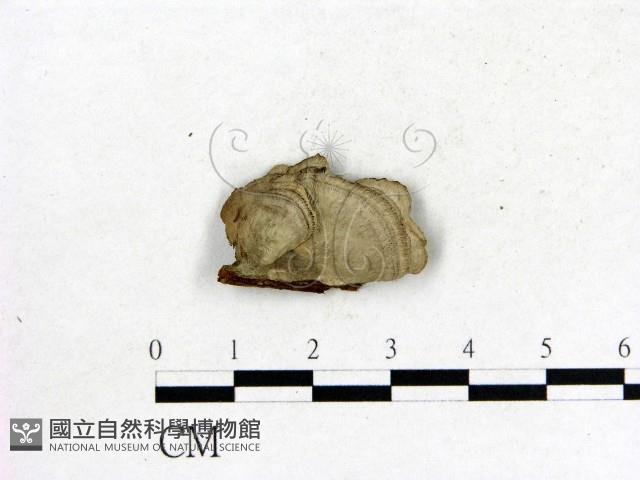登錄號:F0013846藏品圖，第3張