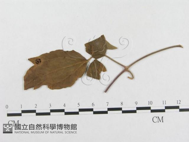 登錄號:F0018946藏品圖，第1張