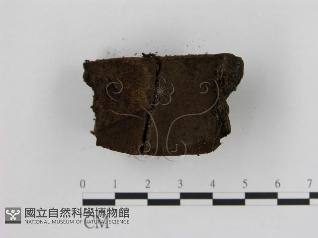 登錄號:F0006946藏品圖，第3張