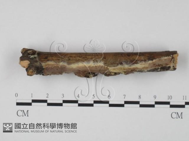 登錄號:F0016946藏品圖，第3張