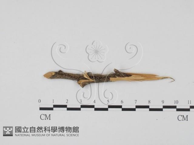 登錄號:F0011946藏品圖，第3張