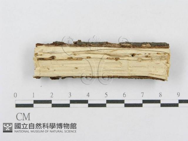 射脈菌屬藏品圖，第3張