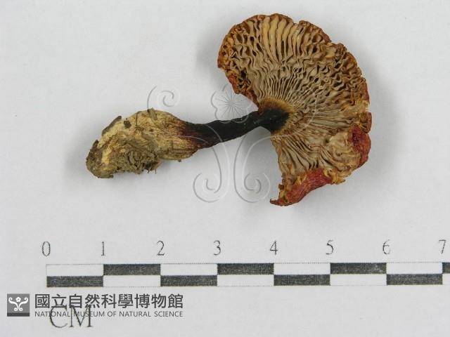 紅菇屬藏品圖，第3張