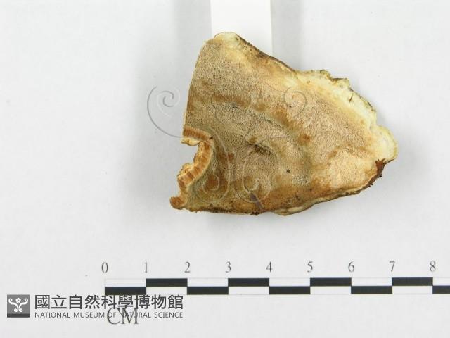 登錄號:F0005946藏品圖，第3張