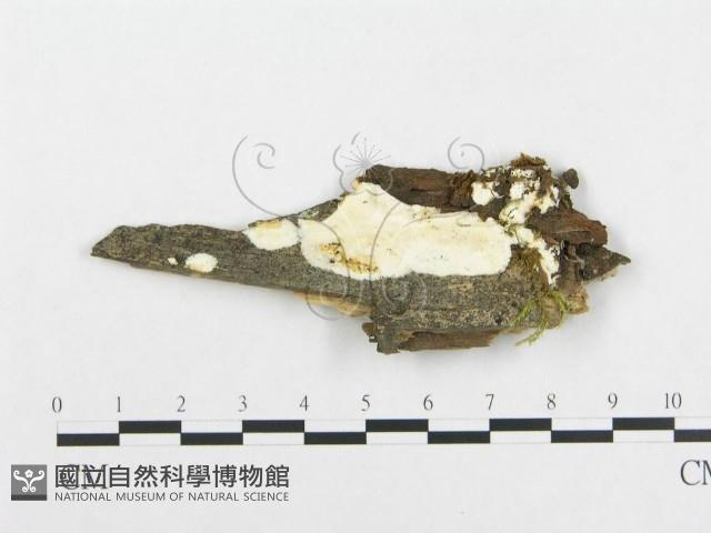 館號:F0019946藏品圖，第1張