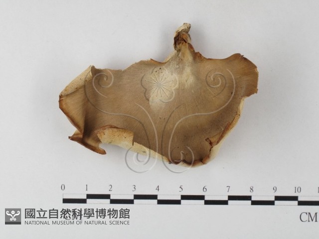 多孔菌屬藏品圖，第3張