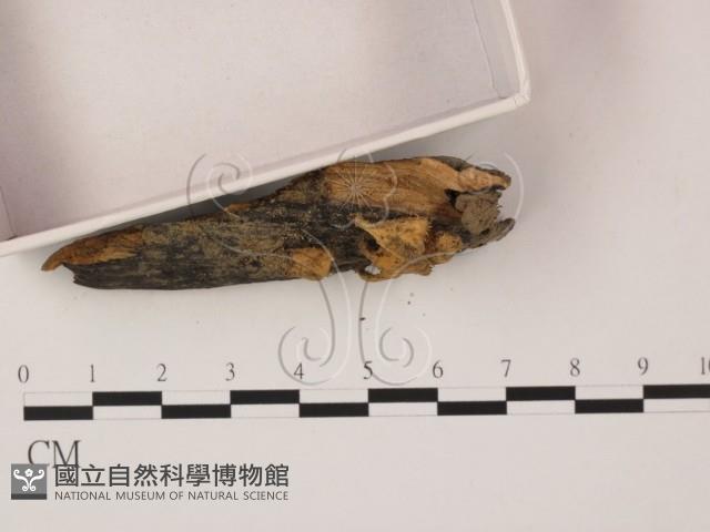 登錄號:F0018646藏品圖，第3張
