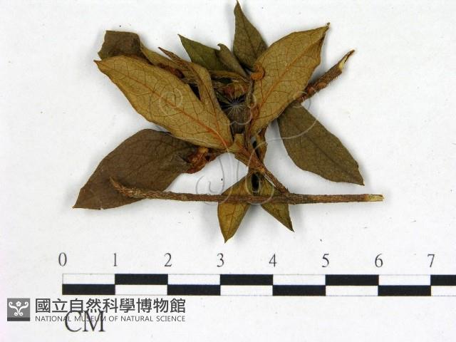 登錄號:F0020646藏品圖，第3張