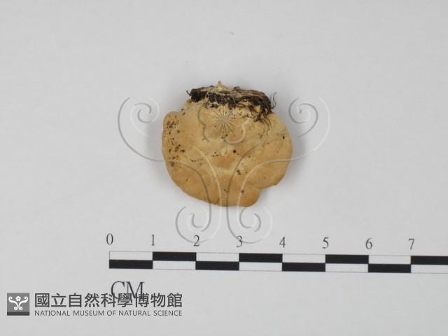 登錄號:F0006646藏品圖，第3張