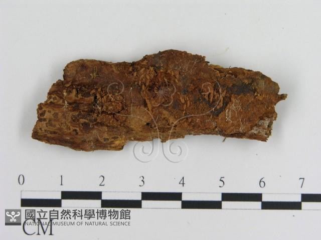 登錄號:F0016646藏品圖，第3張