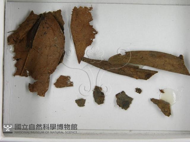 登錄號:F0021646藏品圖，第3張