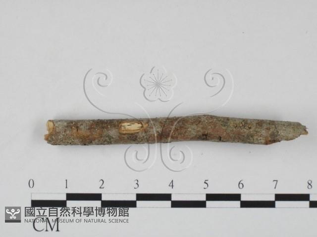 登錄號:F0011646藏品圖，第3張