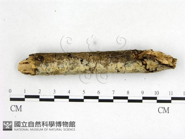 絲皮菌屬藏品圖，第3張