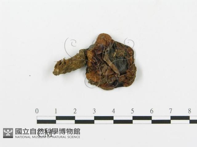 登錄號:F0002646藏品圖，第1張