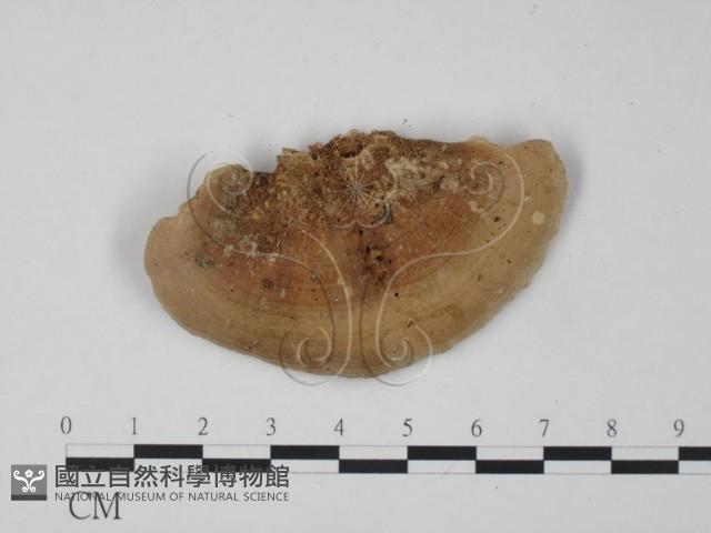 登錄號:F0012646藏品圖，第3張