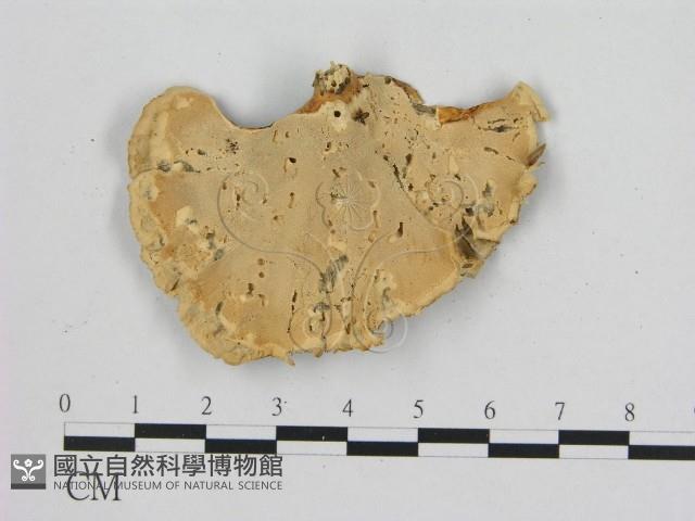 相鄰小孔菌藏品圖，第3張