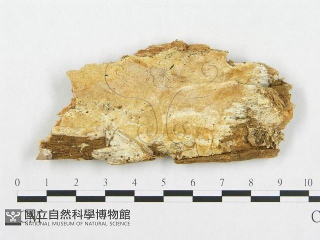登錄號:F0017646藏品圖，第1張